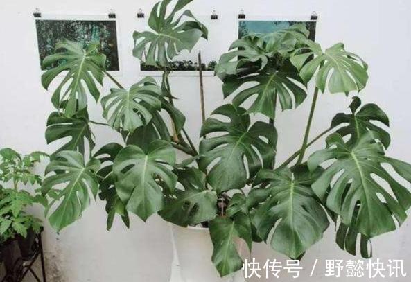 空气|净化空气室内盆栽这3款绿植,夜间不与人争氧,还促进睡眠