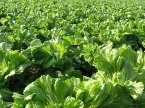 牙齿不好、易抽筋怎么回事?以下蔬菜经常吃,补钙效果堪比牛奶!