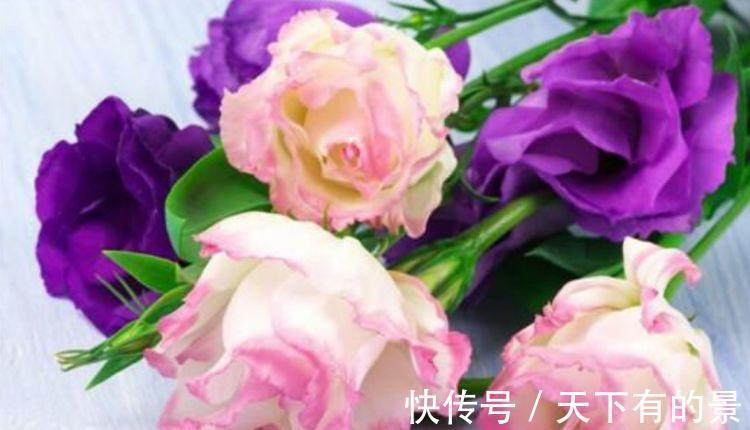 洋桔梗|7月2日开始,养花试试这几款,会爬墙,可垂吊,四季开花