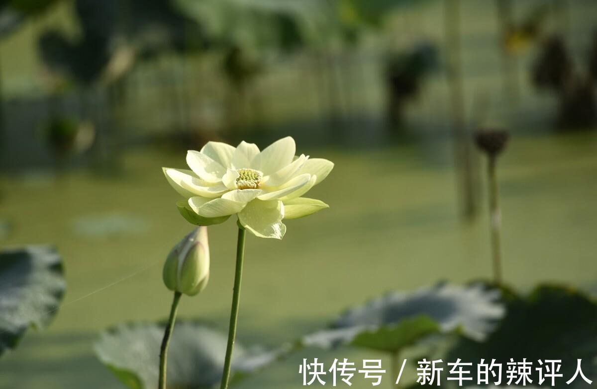 秋天|入秋后，要多“吃白食”，顺时节而食，提防秋季干燥