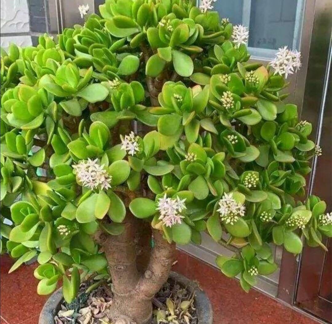 几种花卉养护有技巧,天冷要干养,过冬才能更容易