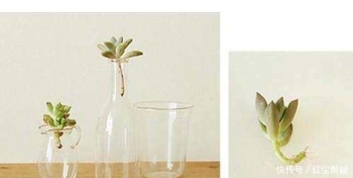 多肉植物砍头后不知道怎么种?其实很简单一学就会