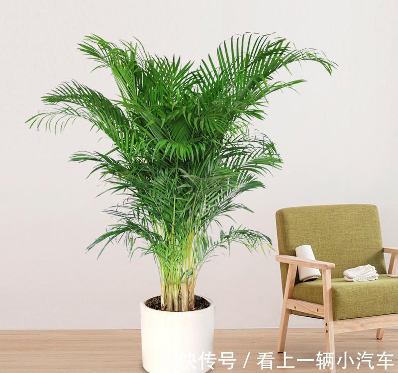 霜降之后，适合客厅养的三种盆栽，耐阴好养，关键净化空气效果好