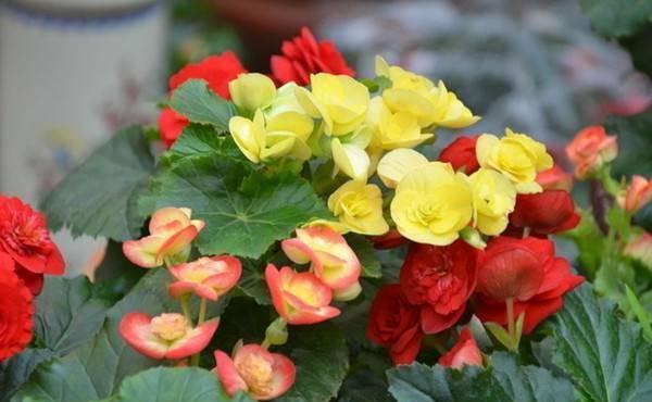 养花试试这几款,开花后,修剪一次,添加肥料,它能开得又亮又美