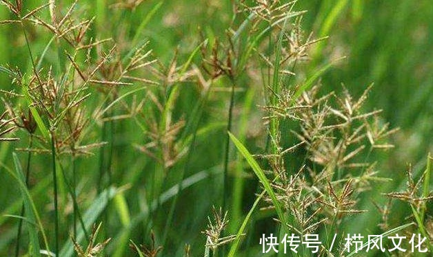 珍宝|很多人以为的杂草,却是赤脚医生的“珍宝”,摘点能换钱