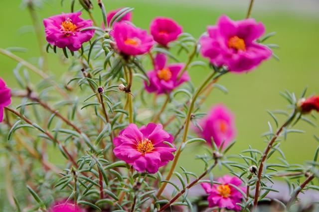 开花|太阳花根茎软倒伏不开花,抓紧时间“剃光头”,夏末还能开一茬