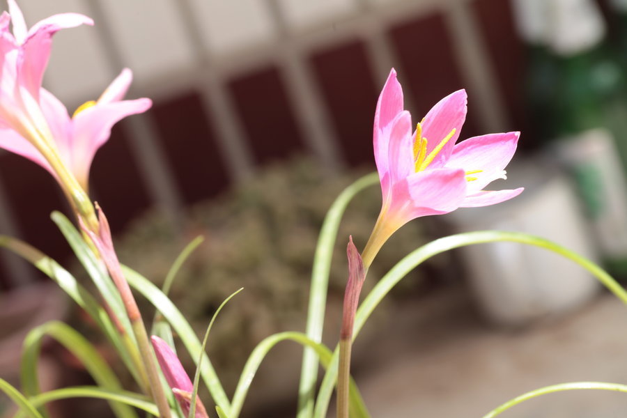 兰花长势旺盛不开花,教你4个小“妙招”,轻轻松松开爆盆!