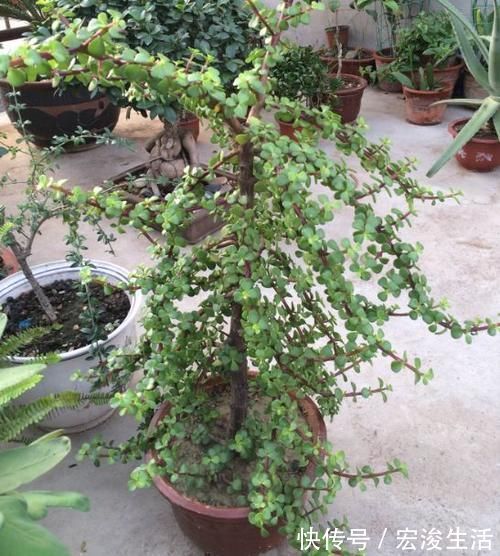 叶子|长势缓慢的马齿苋，涂点“自制的生长液”，叶子如玉