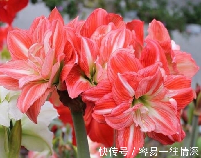 万年青万年青|4种花养了就爆盆,花开富贵华丽,多姿多彩,南北方都可养!