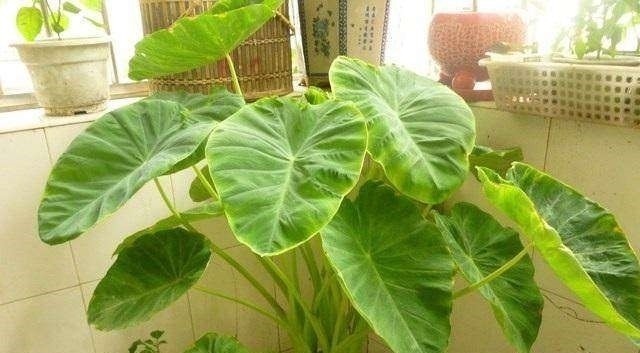 这种蔬菜吃剩了别扔,泡水里就疯长,比滴水观音还要漂亮100倍