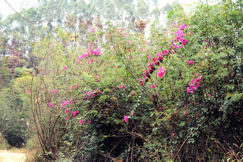 谁说冬天山里没花看的？这不，“满山遍野”的三角梅还在盛开！