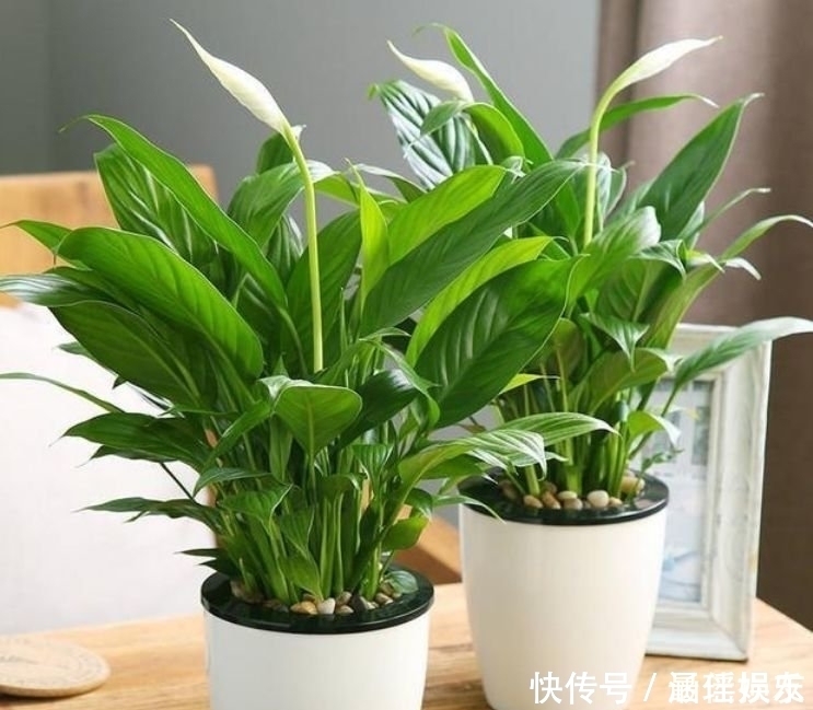 4种旺运花,吉祥添富贵,家里财运亨通,人见人爱!