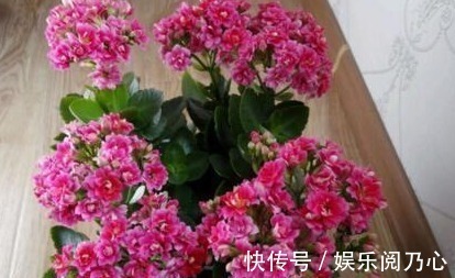 鸡蛋壳|养长寿花,就得用“它”,盆里埋一个,一年不施肥也爆满盆!