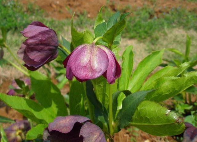 毛莨科|农村这野草叫“铁筷子”,对身体有好处,遇见可以种植在家中