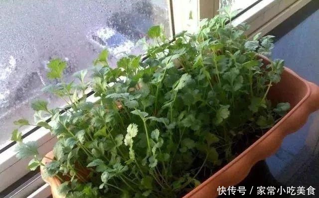蔬菜|4种菜根不要扔 丢进花盆浇点水 半月又能长出一盆新蔬菜!