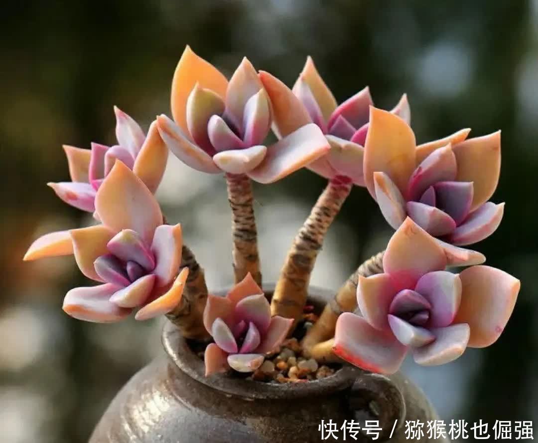 多肉太妃糖和初恋很相似，不仔细区分让人笑话，假花友容易入坑