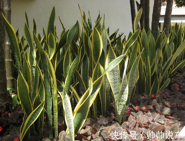 湿布|虎皮兰最怕“三种水”,室内养护需避开,憋出小崽,绽放层叠群兰