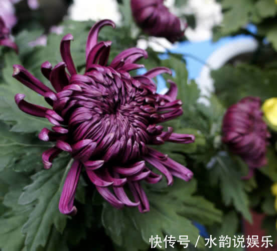 娇艳|家养一盆“千日红”，花朵娇艳，耐旱又耐热，花期长，开100天