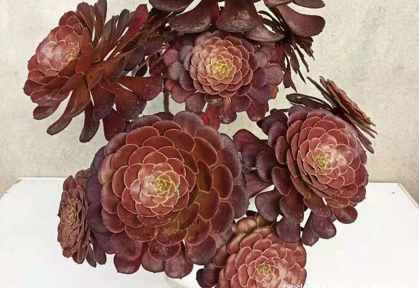 浇水|入手的多肉法师因为气温高一直没有浇水，入秋以后可以给水了吗？