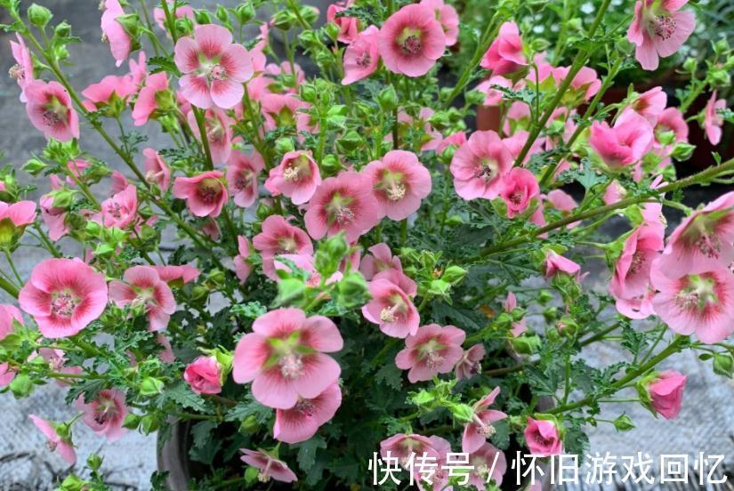 冬季养小木槿,想平稳过渡就该注意这4点,保来年开花更多