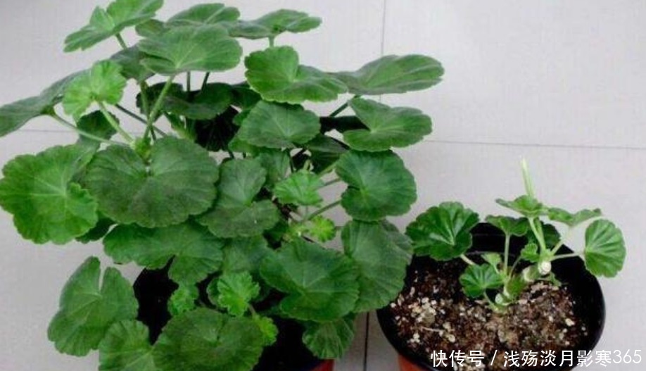 3种花“快入盆”,插土里就活,1盆轻松变10盆,夏天就开花!