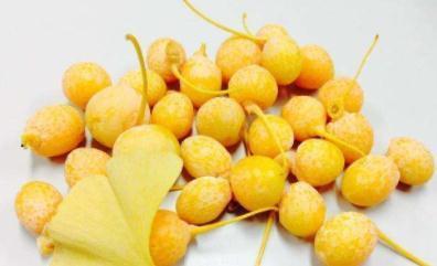 秋季这种“金果”掉满地,大家都说有毒,大妈却抢着捡回家