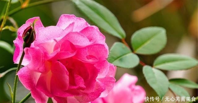 桔梗|这4种花，漂亮好养、耐寒花期长，能做美食能入药，营养健康