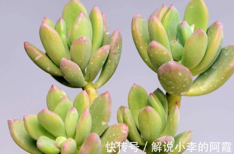 导致多肉植物服盆期死亡的六大勤快行为,看看你有吗