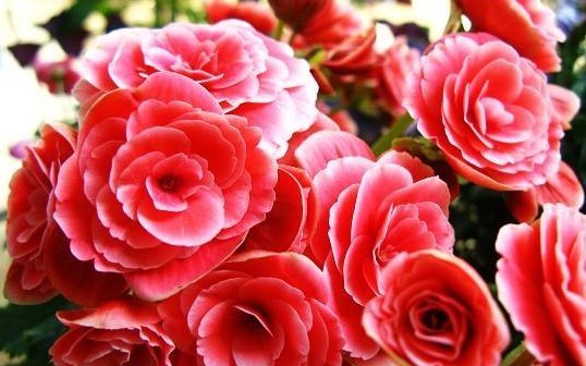 养花新手注意3种花公认的“难养”,别冒险,否则养了都可惜