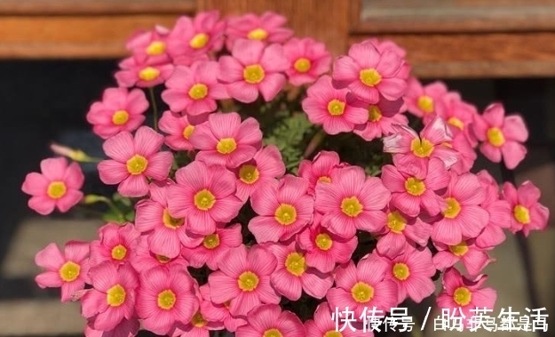 新手养护花卉，就养天气越热、开花越多的花卉，最适合新手！