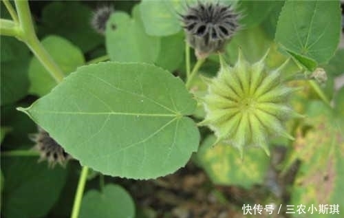 杂草|农村野草磨仔草是什么草？磨仔草有哪些功效及作用？