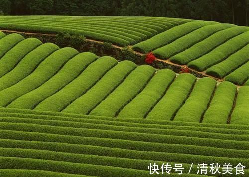 杜仲茶|喝茶好处多，高血压患者该喝什么茶？该怎样喝茶？这里有答案