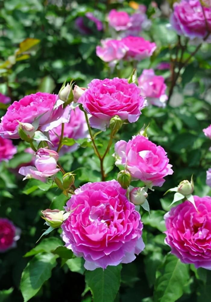  冬天|冬天养护月季有诀窍，这4招一定要学会