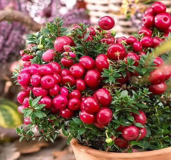 一株可结果100个,这种“观果”小盆栽,颜色艳丽,果多压断枝