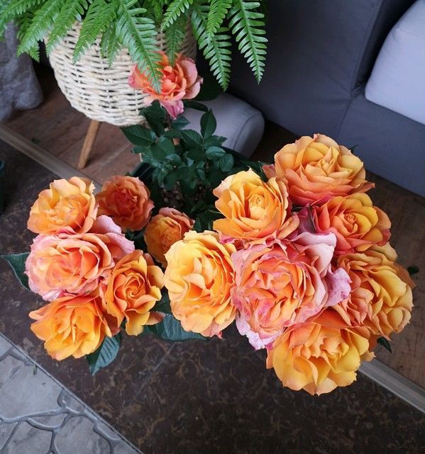 此款木本盆栽花卉,养护简单,周年开花,有水果香味,室内也能养