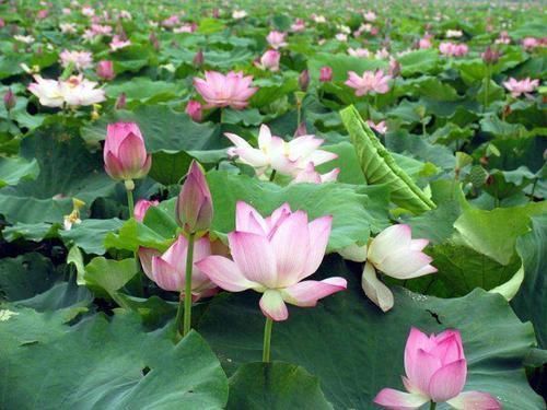 大缸养荷花,要选多大口径多深的缸呢,几月份栽合适