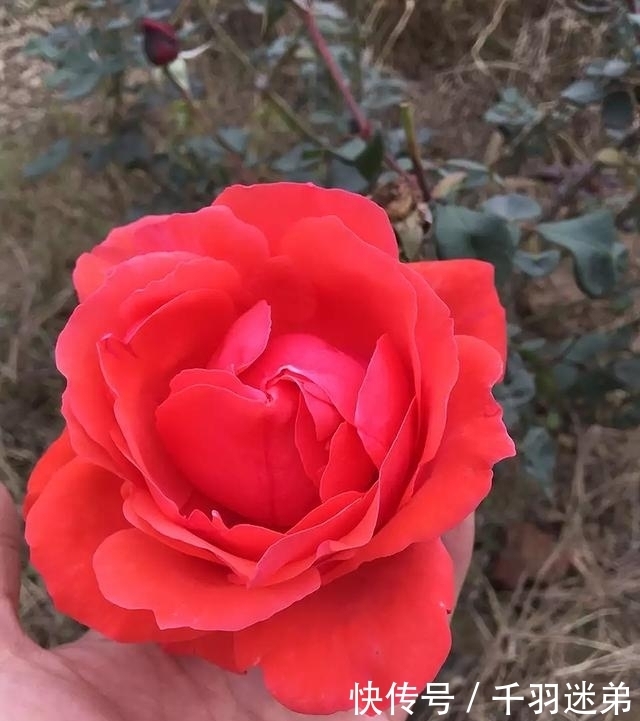 关键|婆婆养月季只选一种,好养抗性强,关键“爱”开花,比养欧月实在