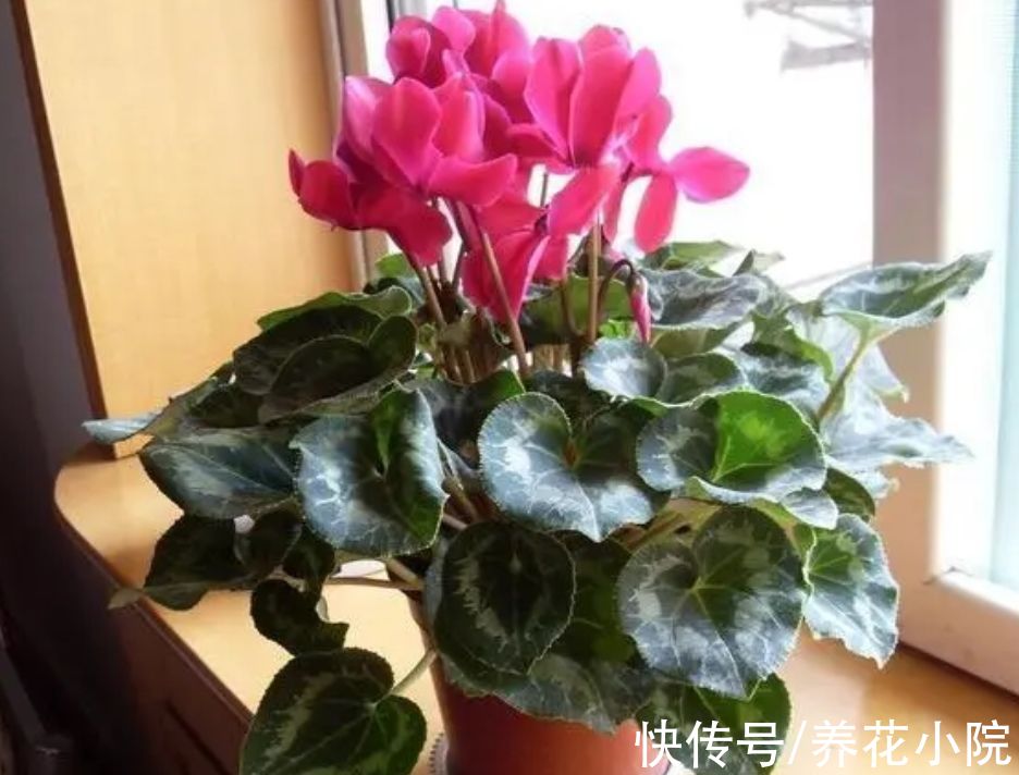 7种漂亮花，家里阳光少也能养，光照太强反而长不好