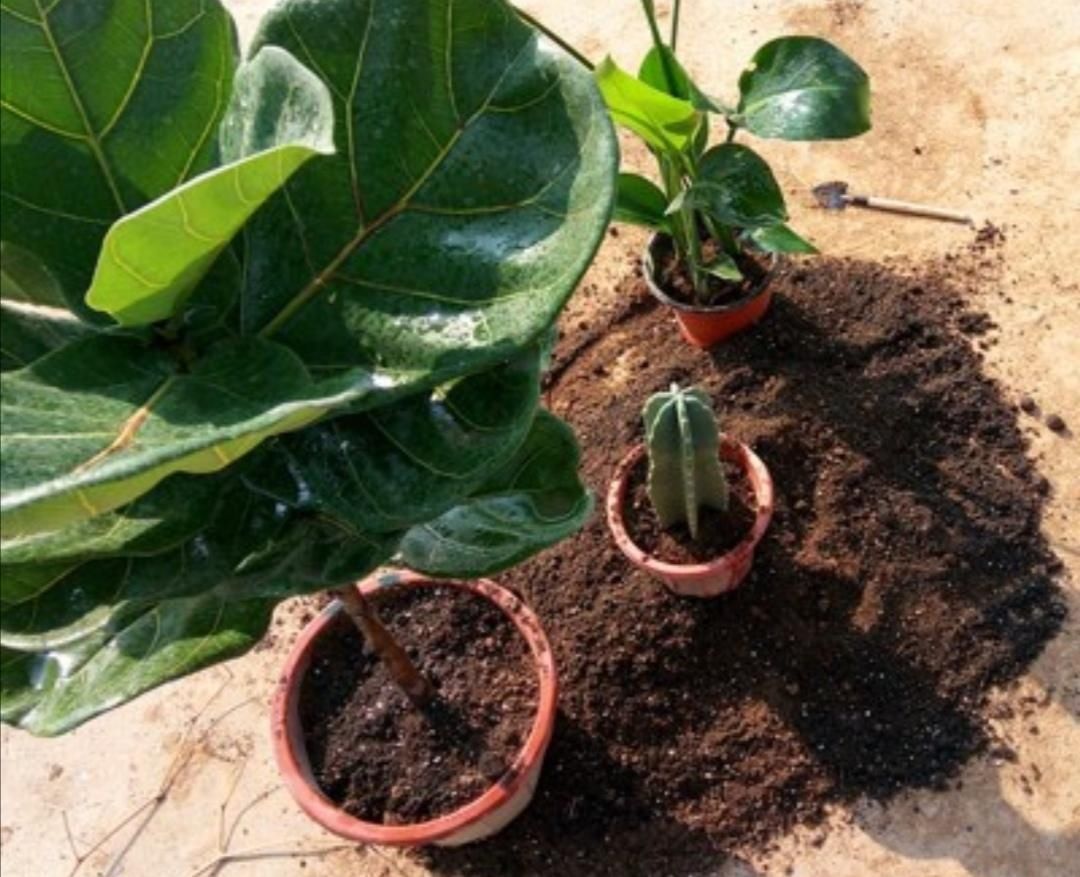 材料|旧花土不要扔,简单处理,掺上几种料,又成很好的“营养土”