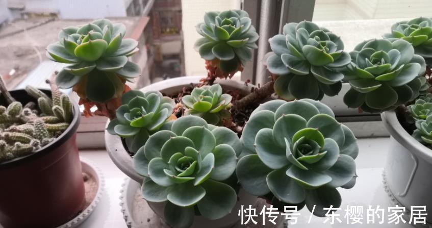 多肉|天热玉蝶会摊大饼，该怎么办？办好3件事，长出莲花头