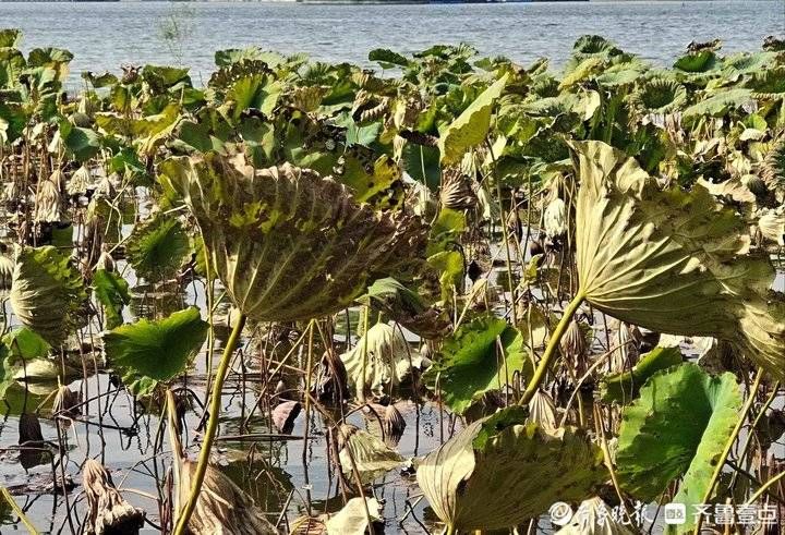 秋意|大明湖畔秋意浓，残荷如歌随风动