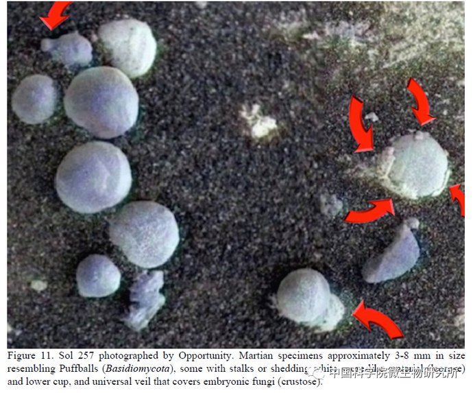 非生物 火星上存在真菌吗？