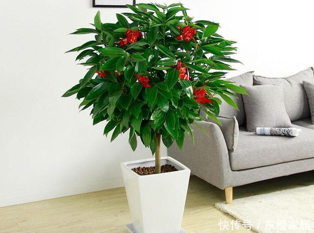 有钱人|家里这种花是“镇宅旺财”,有钱人都这么养,看看你家有没有
