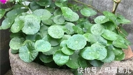 农村不要的老物件，用来养花美极了，造型雅致别有一番风味！