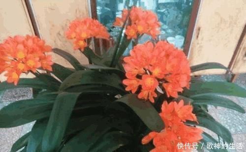 爷爷|君子兰总是不开花爷爷用一勺“它”，不烂根、不夹箭，开花艳