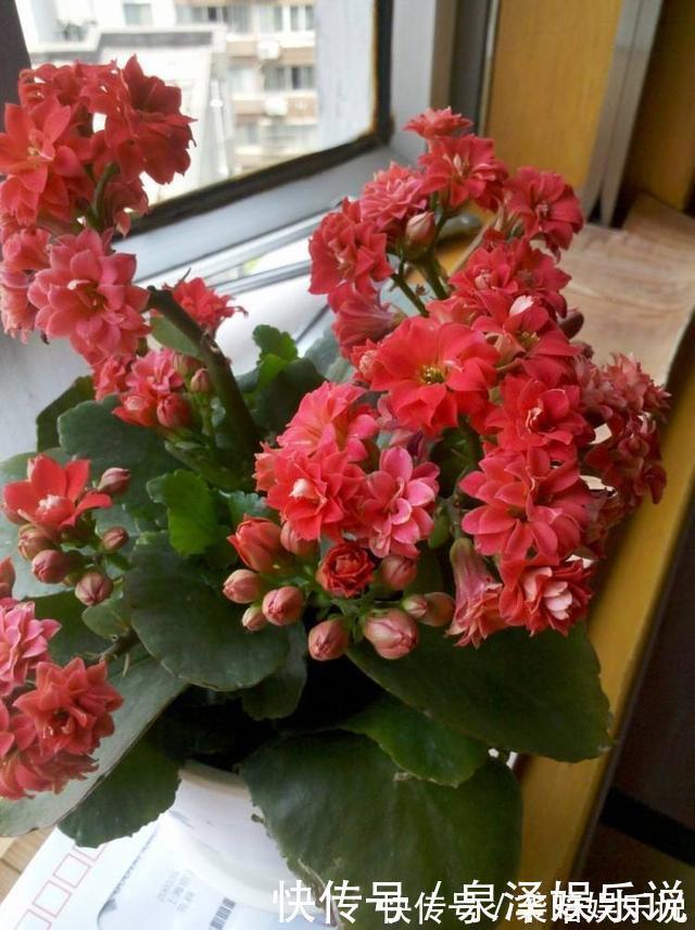叶子|养花不能太勤快,这2种花折腾多了,叶子枯黄,花苞全掉了