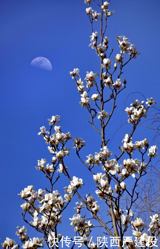 老年|新虹口花园的玉兰花开了【严建设】