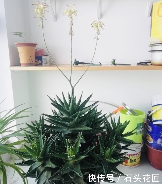 新房|搬新家之前，一定要养“这6种花”，除“甲醛”效果好