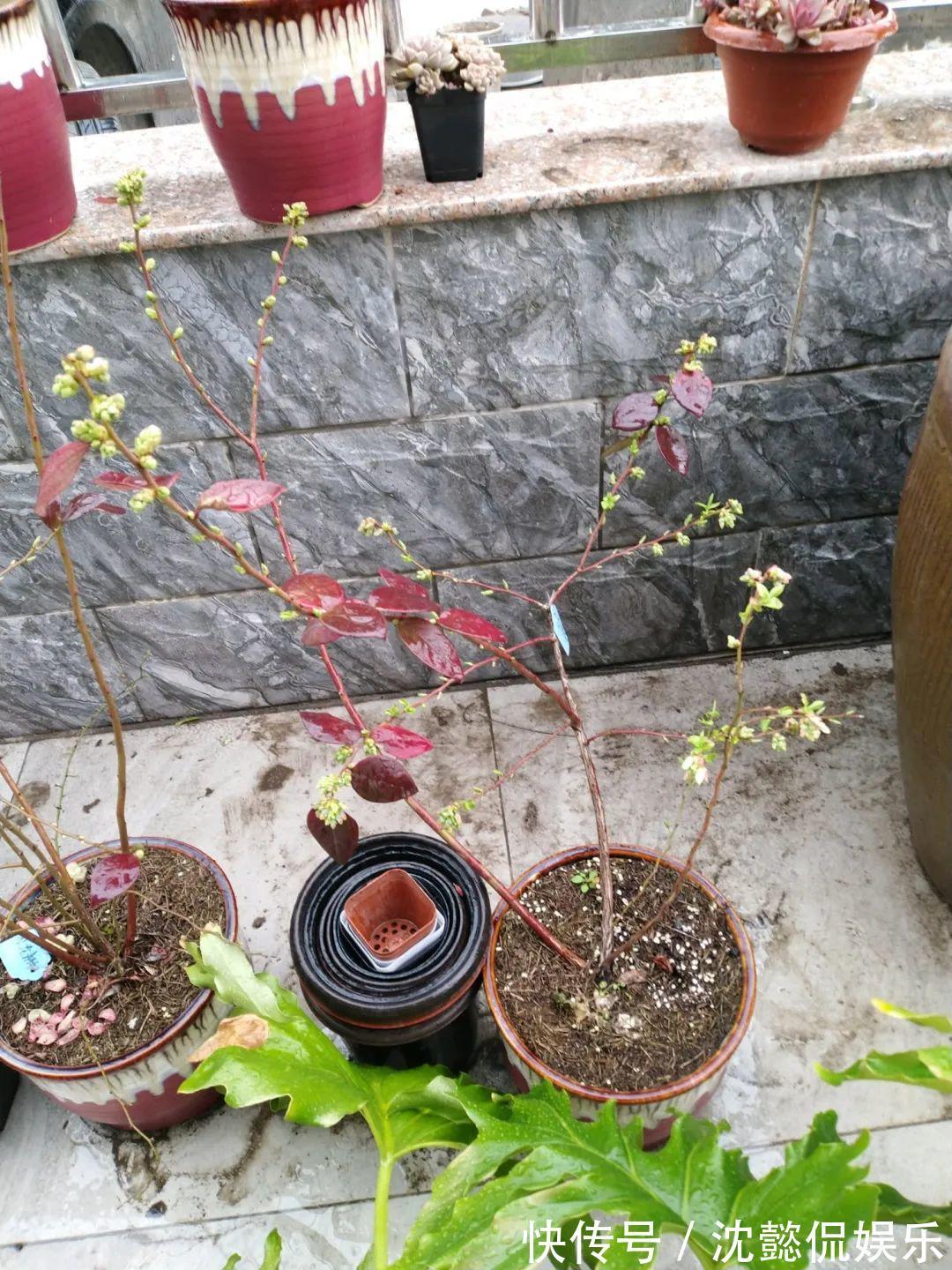 枝条|大粗杆插土里,7天生根,当年结果压弯枝,不用买水果了!