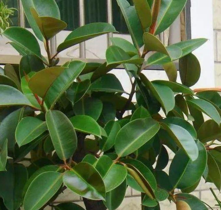 “4种花”养家里,空气1级棒,吸甲醛、杀病菌,枝繁叶茂